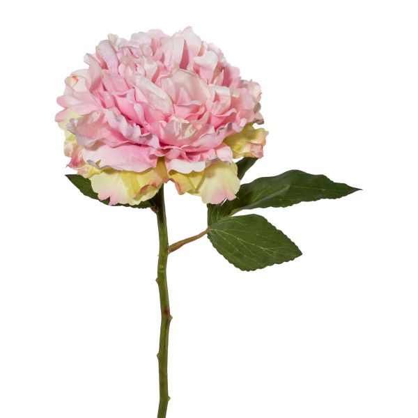 Pfingstrose, rosa, 39 cm