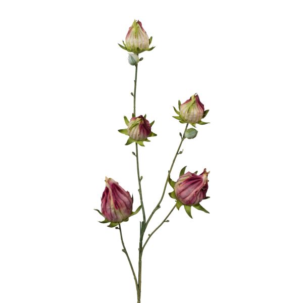 Hibiscus, 59 cm, bordeaux