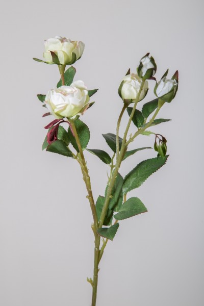 Provence-Rose, weiß, 44 cm