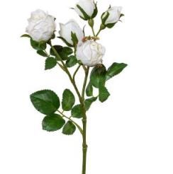 Polyantha-Rose, rosa, 39 cm