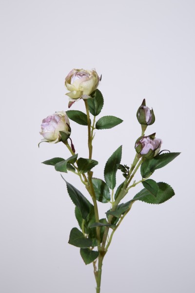 Provence-Rose, weiß, 44 cm
