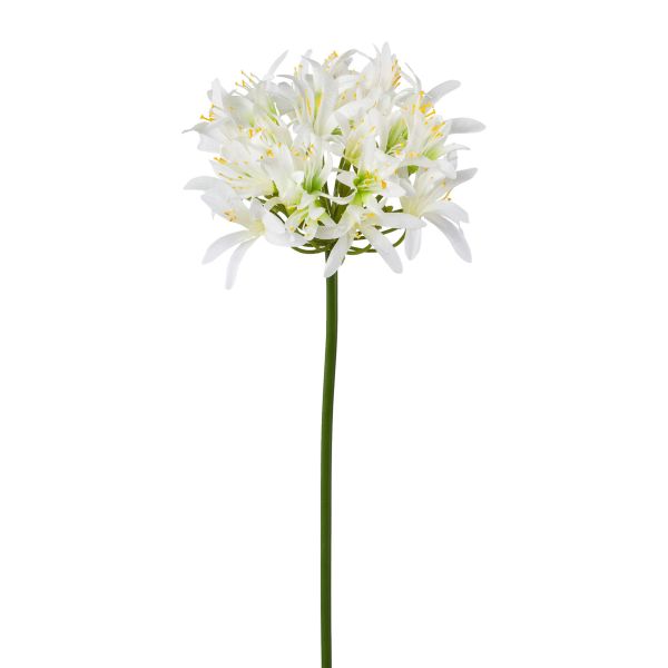 Agapanthus, 81 cm, weiss